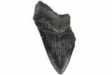 4.08" Partial, Fossil Megalodon Tooth  - #194052-1